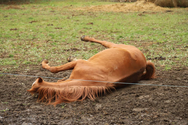 istock Saddle horse lay on back and having fun to roll in mud in on ranch 1197909785