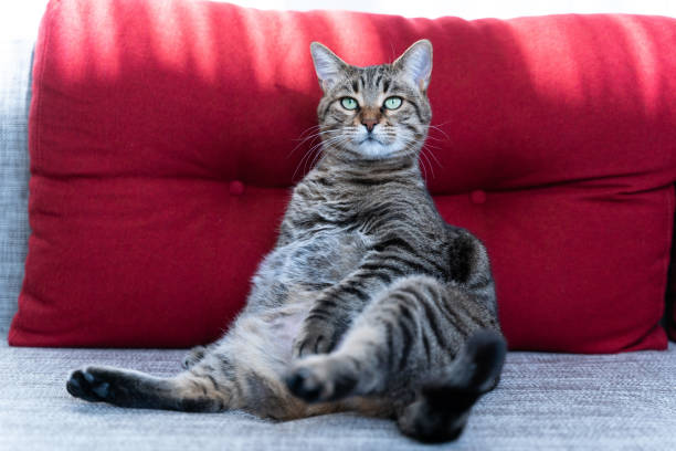 istock Fat cat sitting on a couch 1197911450