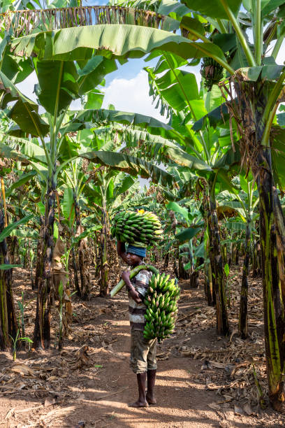 Kitwa, Uganda - July 15, 2019: Man carries bananas in Kitwa, Uganda