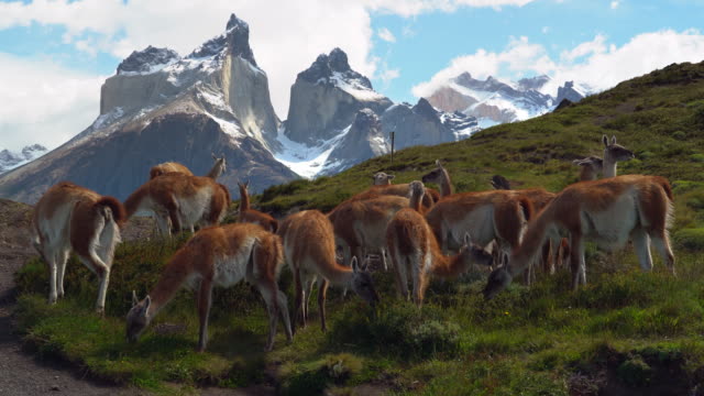 Herd of Guanacos Grazing in Torres Del Paine National Park, Patagonia, Chile, South America