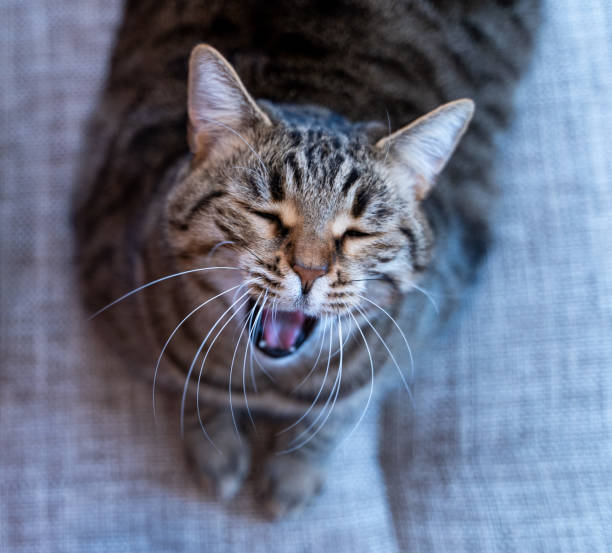 istock Yawning cat sitting on a couch 1197913437