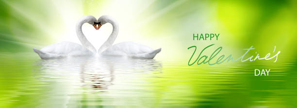 istock Happy Valentine's Day with two swans  who with their necks form a heart shape 1197914687
