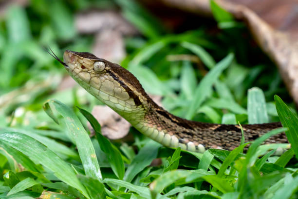 istock Highly Venomous Fer-de-lance (Terciopelo) Snake from Costa Rica 1197914874