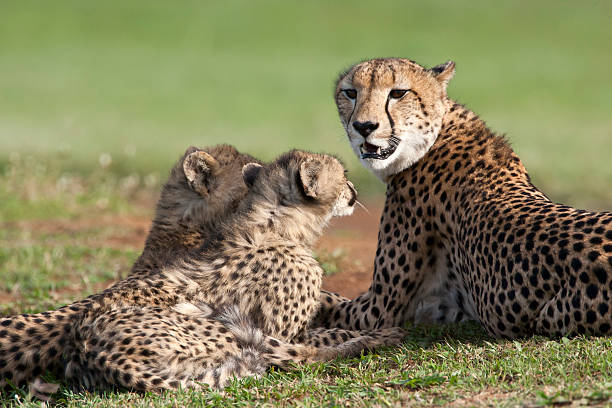 istock cheetah mother and cubs 119791581