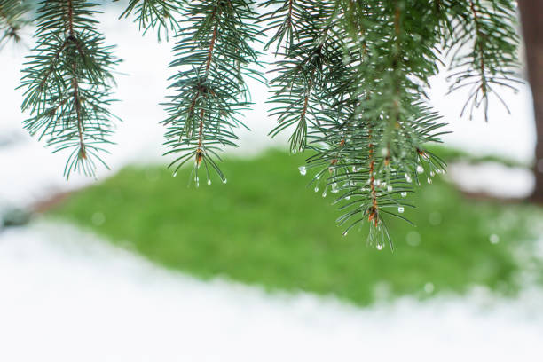 雪に覆われた冬の公園の緑のクリスマスツリー - christmas branch pine tree evergreen tree ストックフォトと画像