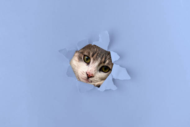 istock curious cat kitten head go through a color torn paper with a hole 1197916286