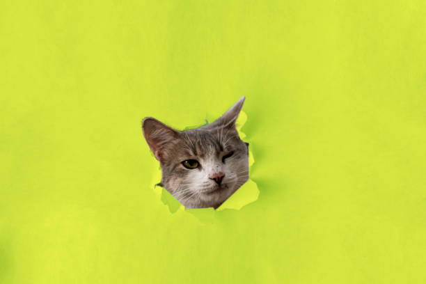 istock curious cat kitten head go through a color torn paper with a hole 1197916327