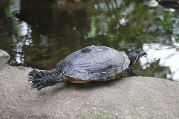 istock Turtle stretching his legs 1197916584