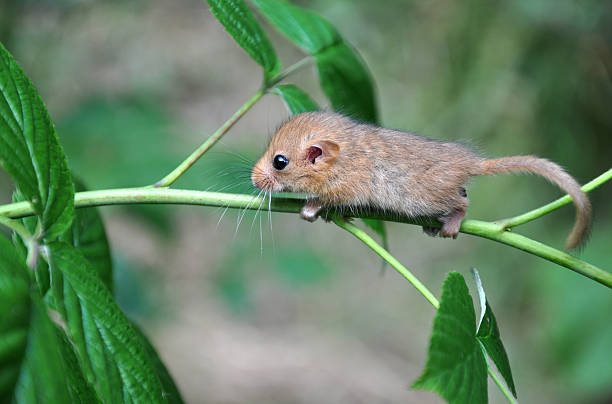 Baby hazel dormouse hanging on a branch