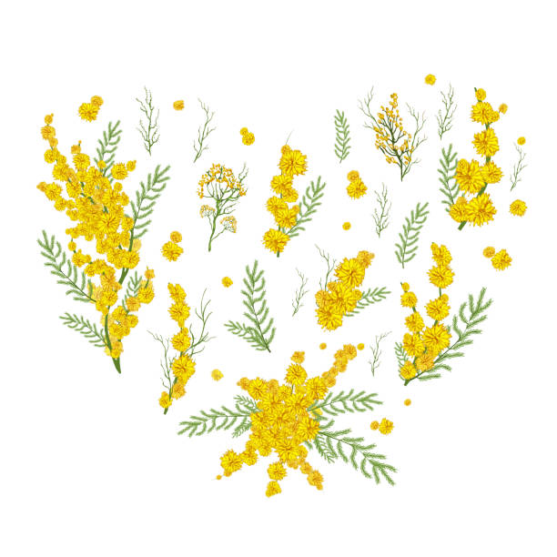 hand drawn set with Mimosa flowers, grass realistic Doodle isolated on white background. Botanical elements in the form of a heart for decoration, decor, presentation, Wallpaper. Spring set, a bouquet of Mimosa flowers, herbs in the shape of a heart. hand-drawn realistic Doodle isolated on white background. Botanical vector illustration for design, advertising, Wallpaper, paper lily of the valley garden stock illustrations