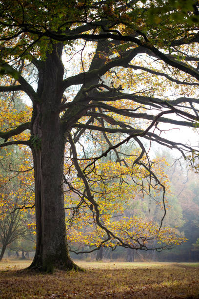 Autumnal oak tree in a landscape with fog