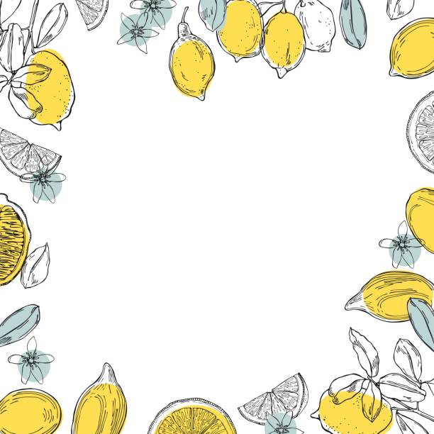 Hand drawn lemons.  Vector background. Hand drawn lemons. Fruits, flowers and leaves. Vector background. citrus stock illustrations