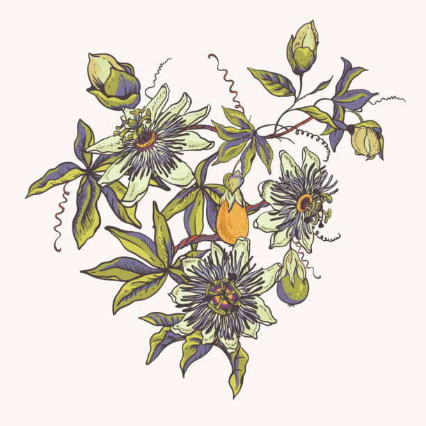Floral natural collection. Passiflora greeting card, flowers, leaves. Set of scrapbook objects Vintage floral natural collection. Passiflora greeting card, flowers, leaves. Set of scrapbook objects for party, wedding, birthday. Hand drawn vector illustration passion fruit flower stock illustrations