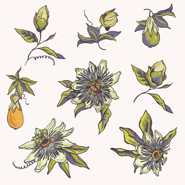 Vintage floral natural collection. Passiflora greeting card, flowers, leaves Vintage floral natural collection. Passiflora greeting card, flowers, leaves. Set of scrapbook objects for party, wedding, birthday. Hand drawn vector illustration passion fruit flower stock illustrations