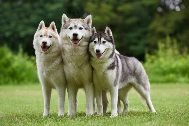 Husky Dog Summer landscape Hysky Dog outdoors in a green landscape husky 3 stock pictures, royalty-free photos & images