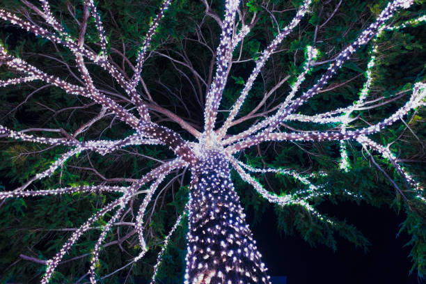 istock Low angle view of Cypress tree adorned with bright lights during the winter holidays; night view 1197927153