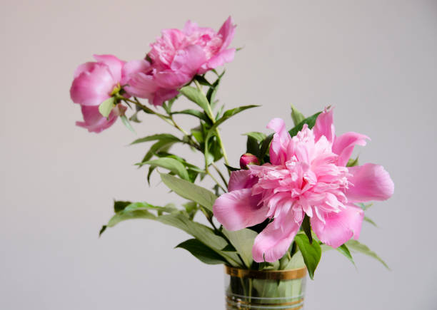 istock peonies in vase bloomed 1197928493