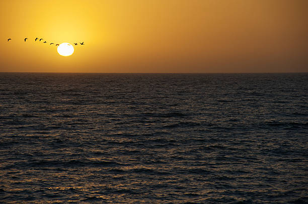 Pôr do sol de aves - fotografia de stock