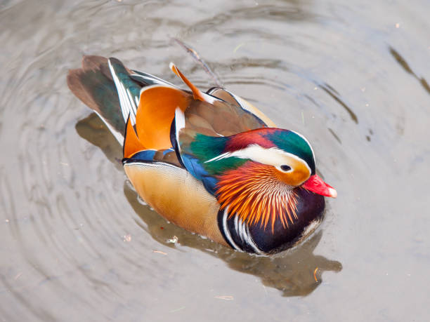 水の中のマンダリンアヒル、エクスガリクラートタ。 - duck pond mandarin red ストックフォトと画像