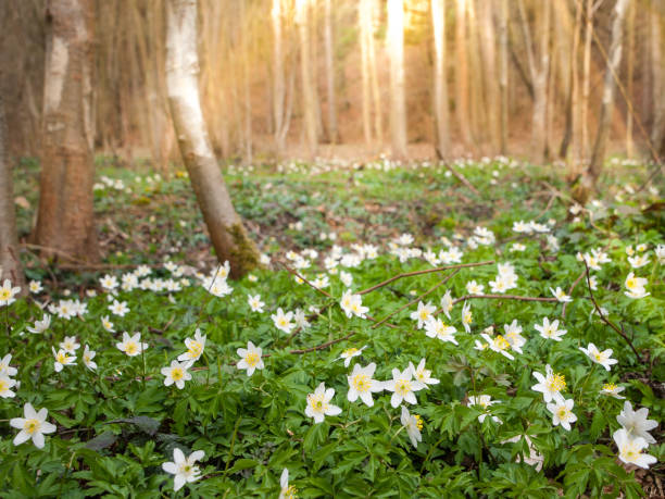 istock White wood anemones carpet in the spring forest 1197930074