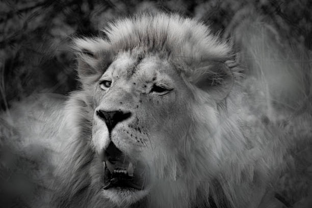 istock Wildlife in Africa 1197930513