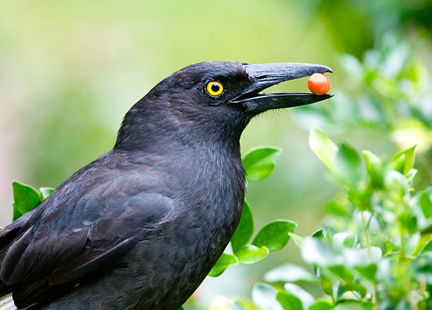 Currawong with a red berry stock photo