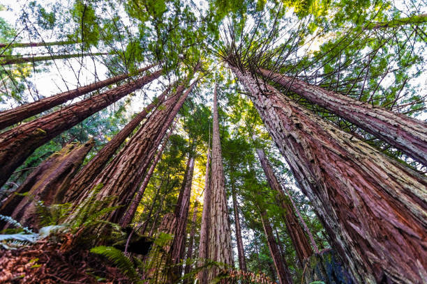 istock Looking up in a Coastal Redwood forest (Sequoia Sempervirens), converging tree trunks surrounded by evergreen foliage, Purisima Creek Redwoods Preserve, Santa Cruz Mountains, San Francisco bay area 1197930799