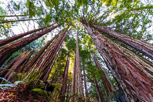 Looking up in a Coastal Redwood forest (Sequoia Sempervirens), converging tree trunks surrounded by evergreen foliage, Purisima Creek Redwoods Preserve, Santa Cruz Mountains, San Francisco bay area