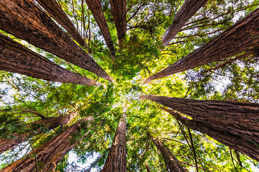 Mirando hacia arriba en un bosque costero de secuoyas (Sequoia Sempervirens), convergientes troncos de árboles rodeados de follaje perenne, Purisima Creek Redwoods Preserve, Montañas de Santa Cruz, zona de la bahía de San Francisco photo