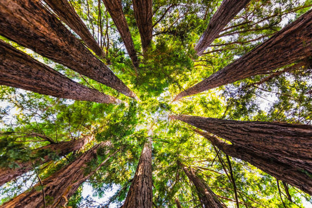 looking up in a coastal redwood forest (sequoia sempervirens), converging tree trunks surrounded by evergreen foliage, purisima creek redwoods preserve, santa cruz mountains, san francisco bay area - tree tree trunk forest glade imagens e fotografias de stock