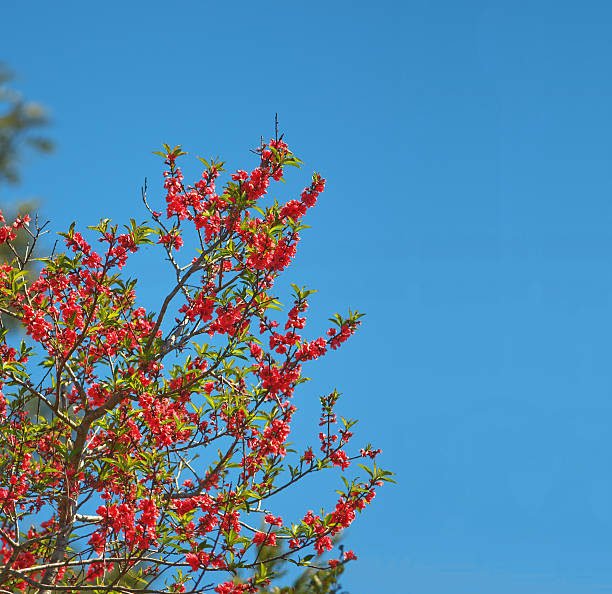 Peach tree flowers and blue sky stock photo