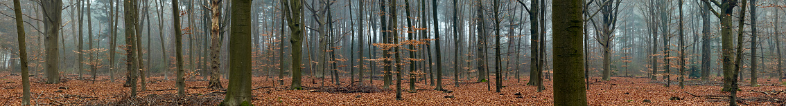 Forest trees winter nature panorama