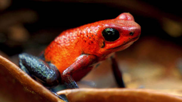 istock Toad of red and black close-up 1197933418