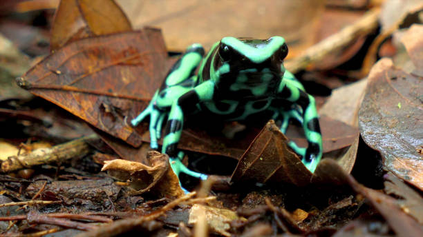 istock Toad of turquoise and black color 1197933419