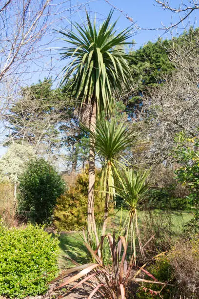 Yucca plant in a garden during winter