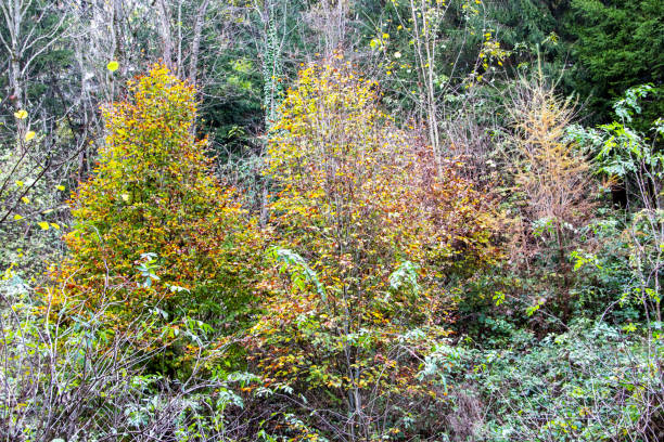 istock deciduous and coniferous trees with colorful leaves in autumn 1197936637