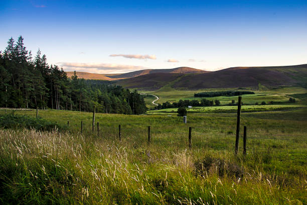 ケアンゴルム国立公園 - highlands region heather grass mountain range ストックフォトと画像