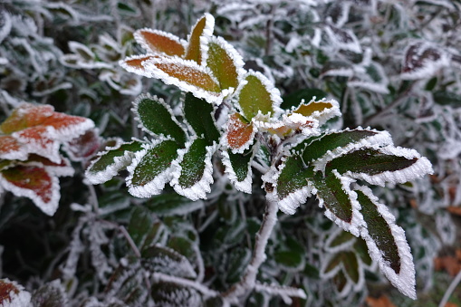 Frozen leaves near river early in the morning