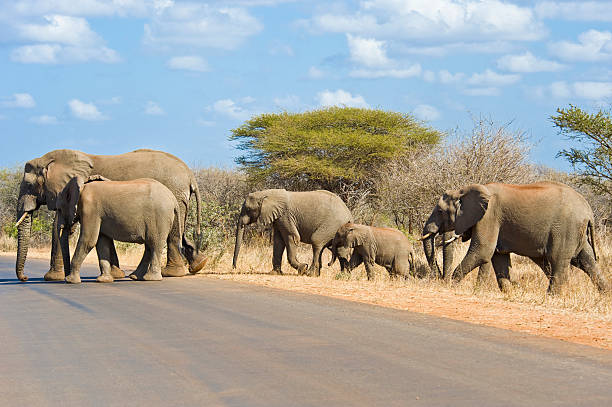 Elephant family crossing the road stock photo