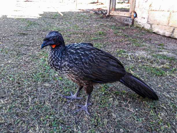 istock guan Brazilian bird 1197938564
