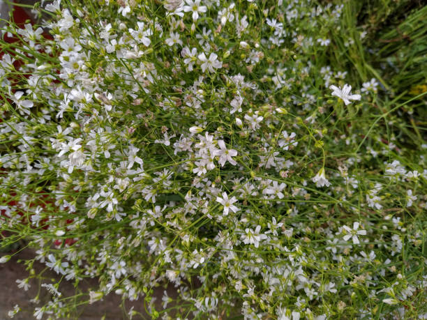 istock Group of tiny white flower in the pant close shot 1197938819
