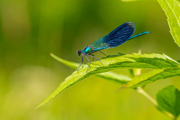 istock Beautiful demoiselle (Calopteryx virgo) 1197939549