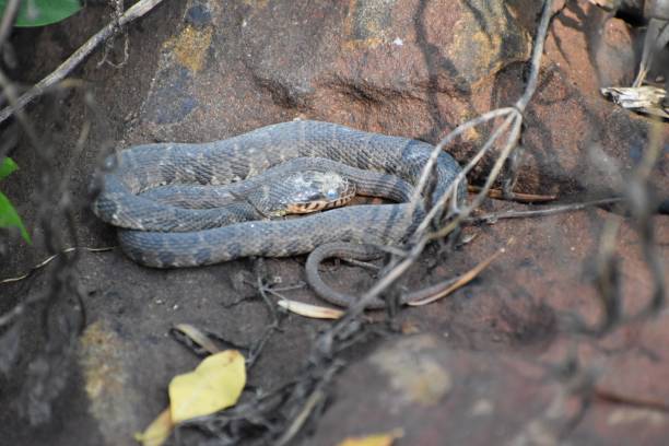 Copperhead Snake Coiled on a Rock Copperhead Snake coiled on a rock outdoors in Texas, U.S.A. This snake is very poisonous. southern copperhead stock pictures, royalty-free photos & images