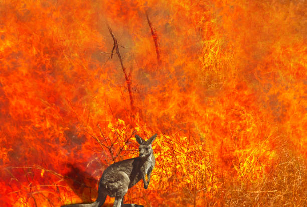 Australian wildlife in the fire Composition about Australian wildlife in bushfires of Australia in 2020. Kangaroo with fire on background. January 2020 fire affecting Australia is considered the most devastating and deadly ever seen marsupial stock pictures, royalty-free photos & images