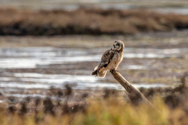 istock short-eared owl perching on a wooden pole at Boundary Bay Beach, Delta, BC, Canada 1197941083