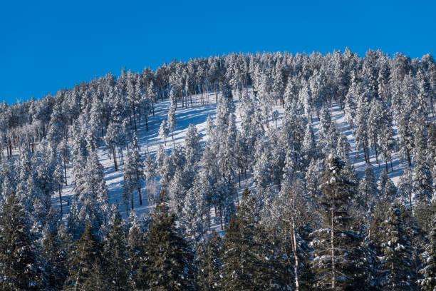 istock Forested mountaintop with pine and spruce trees covered in snow and ice 1197944031