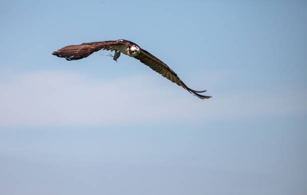istock Flying osprey Pandion haliaetus on Marco Island 1197944900