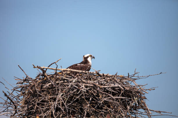 istock Female osprey Pandion haliaetus perches on a nest 1197944994