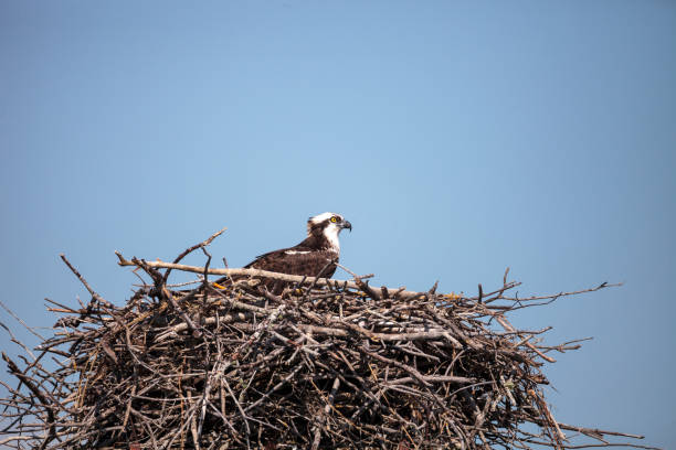 istock Female osprey Pandion haliaetus perches on a nest 1197945027