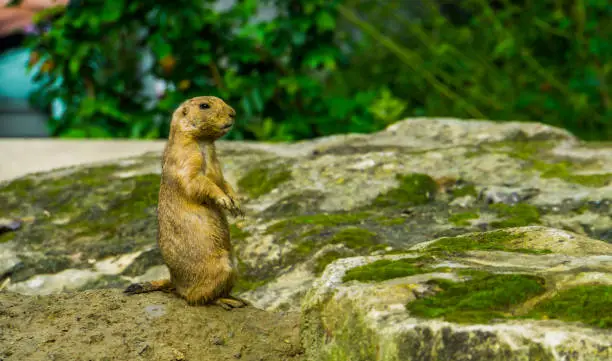 Photo of closeup portrait of a black tailed prairie dog standing, funny animal behavior, tropical rodent specie from America